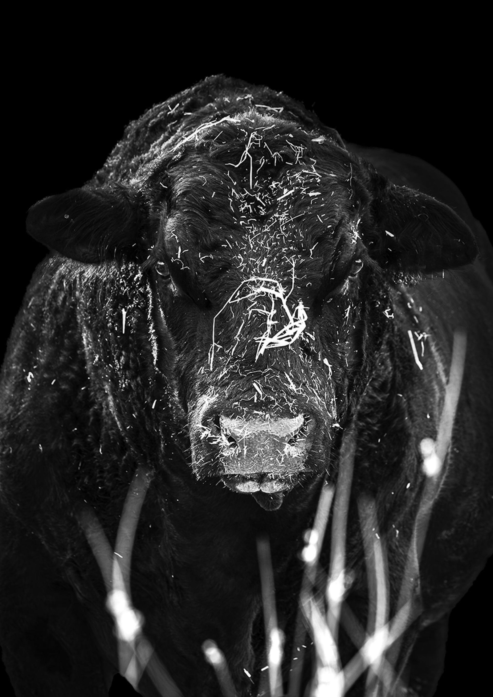 European Photography Awards Winner - Dominion