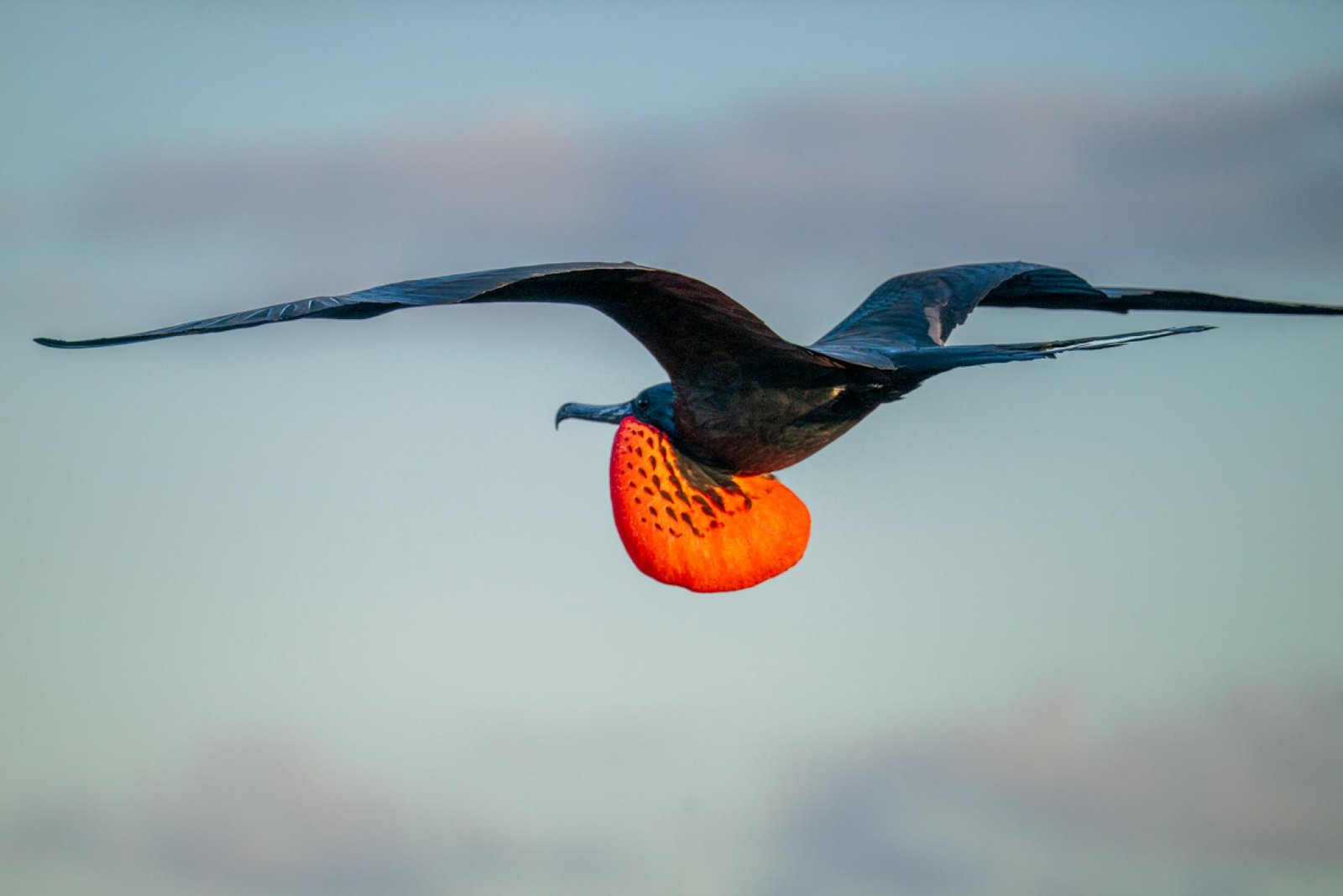 European Photography Awards Winner - Magnificent Frigate Bird in Flight