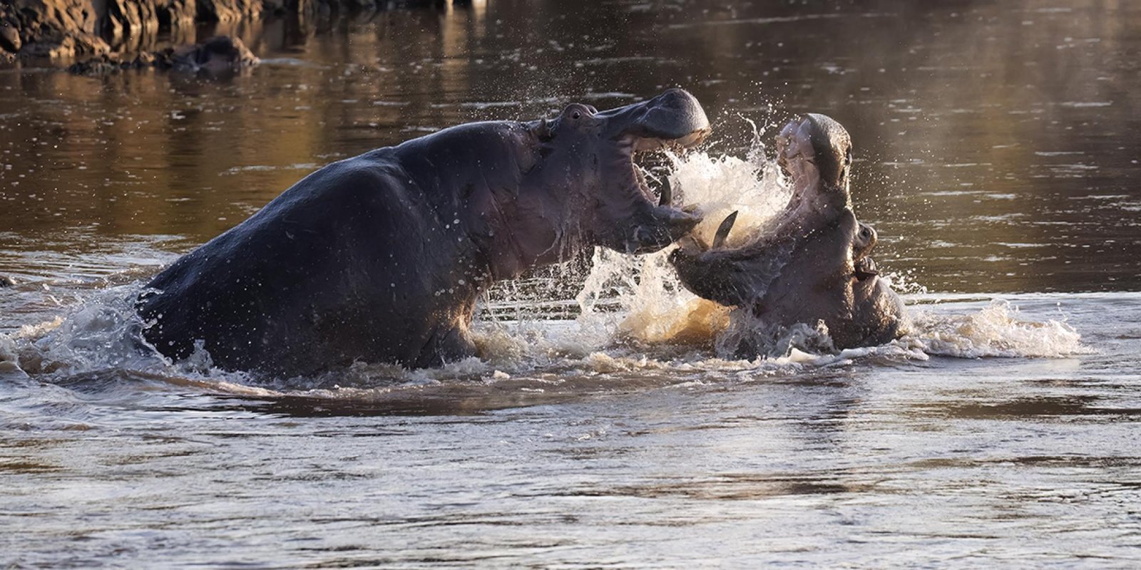 European Photography Awards Winner - Territory Battle