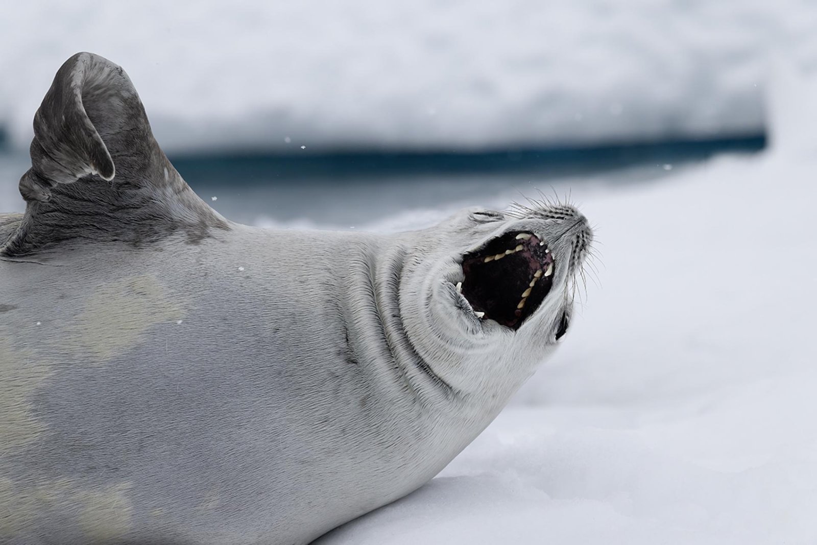 European Photography Awards Winner - Tickle My Belly