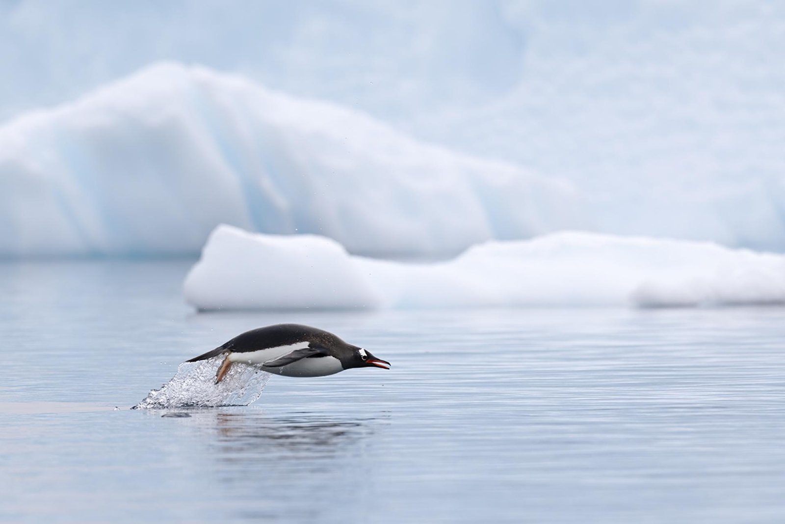 European Photography Awards Winner - Porpoising 