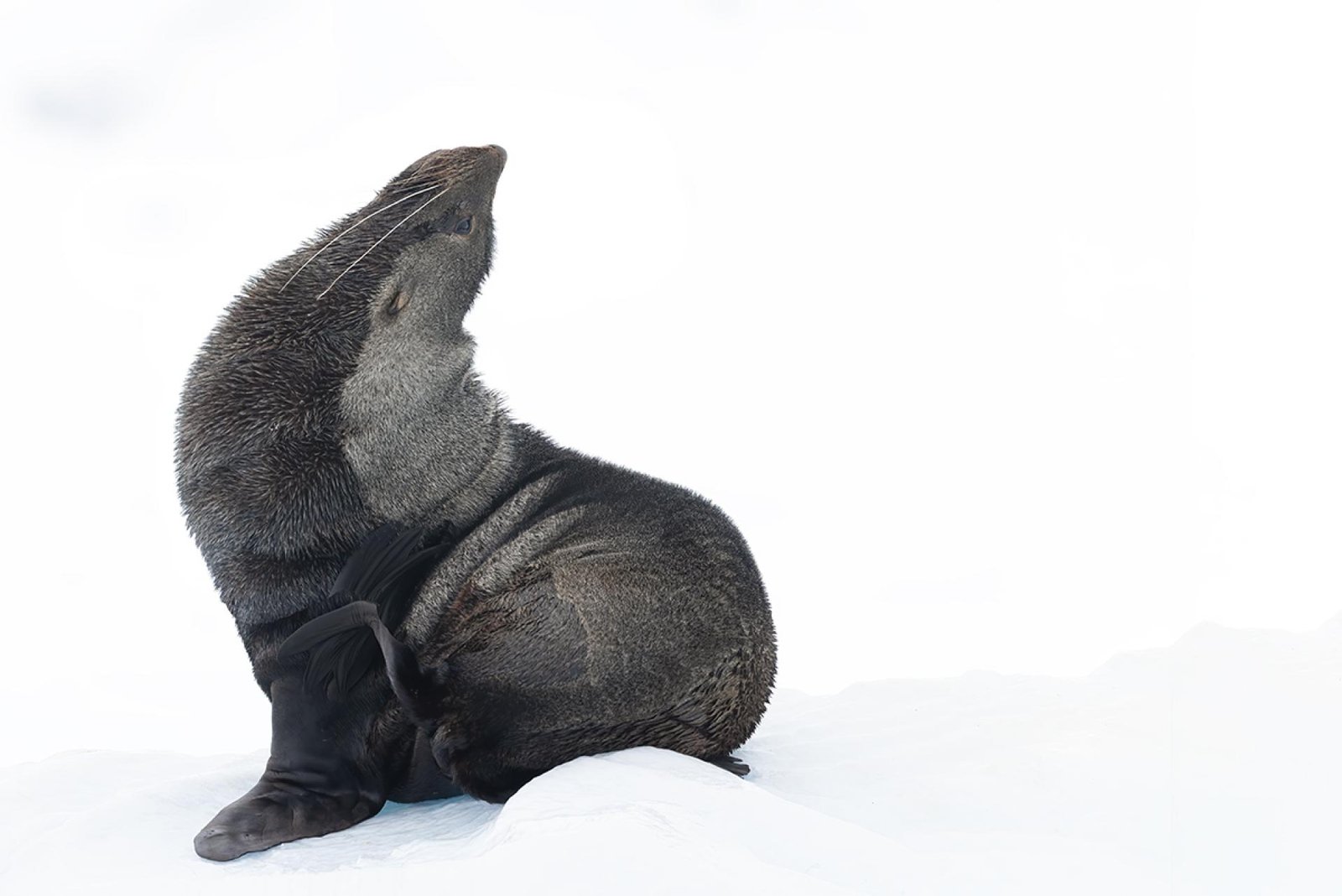 European Photography Awards Winner - Looking Back