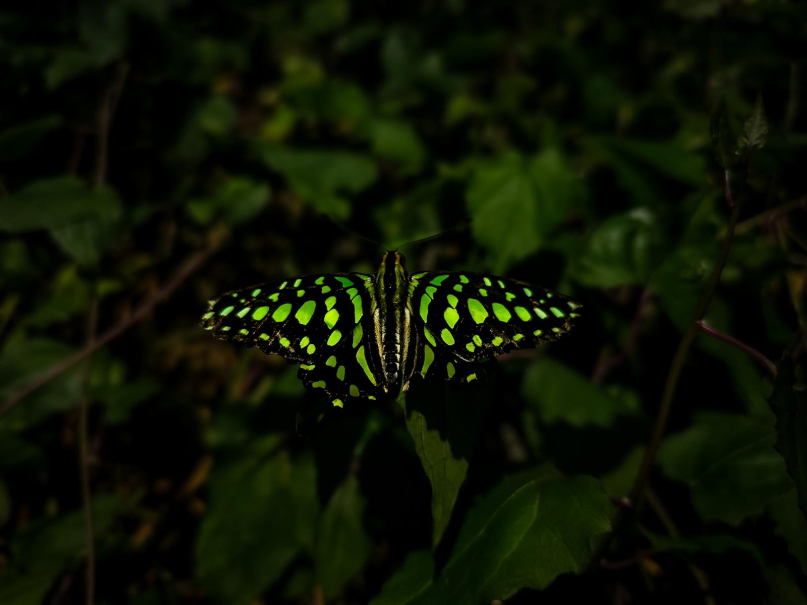 European Photography Awards Winner - Emerald Wings