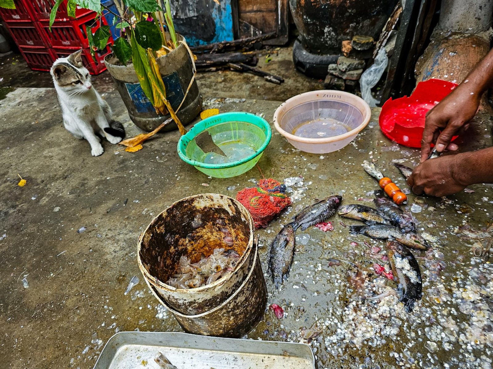 European Photography Awards Winner - Hunger