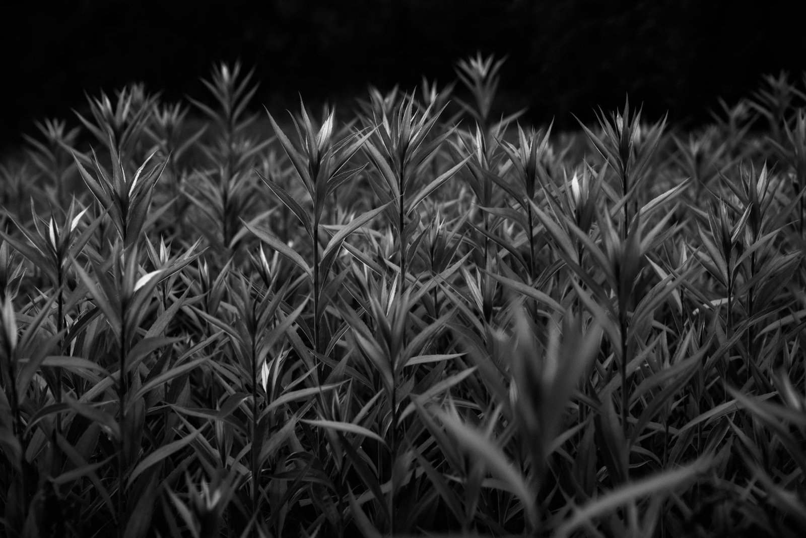 European Photography Awards Winner - K