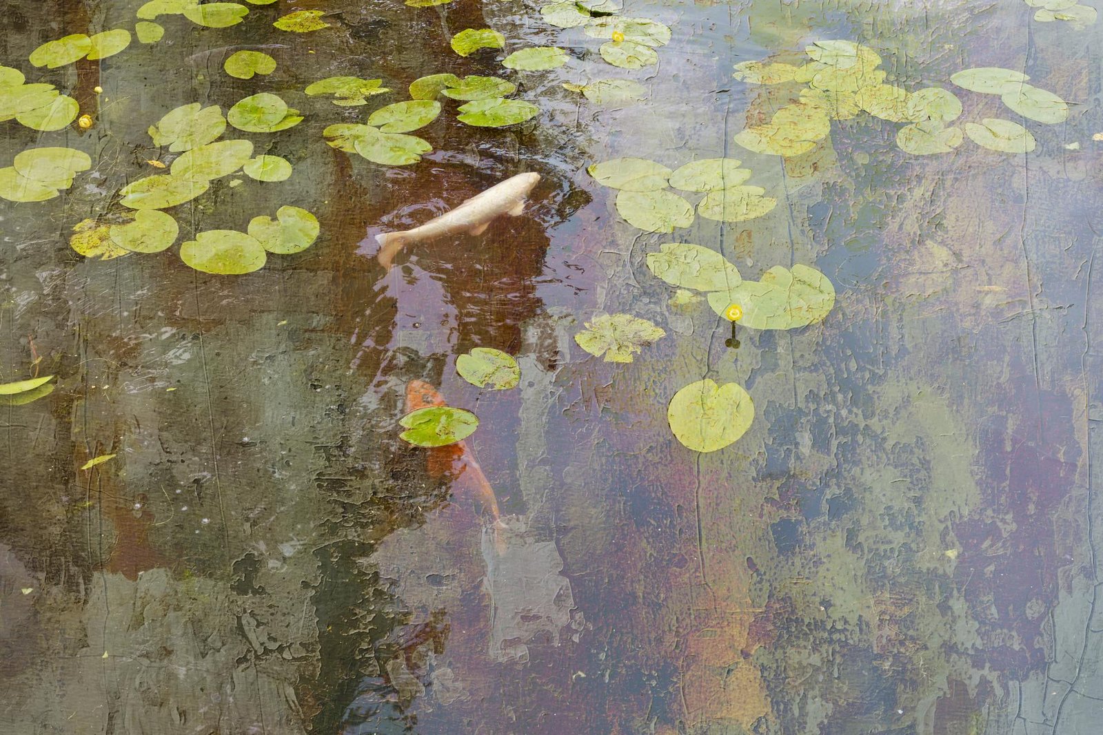 European Photography Awards Winner - The Echo of Light