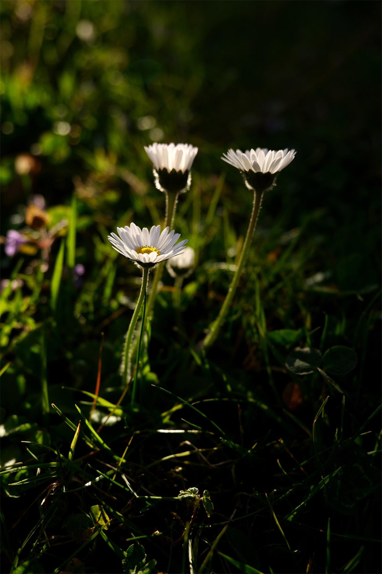 European Photography Awards Winner - The Healing Silence of Nature