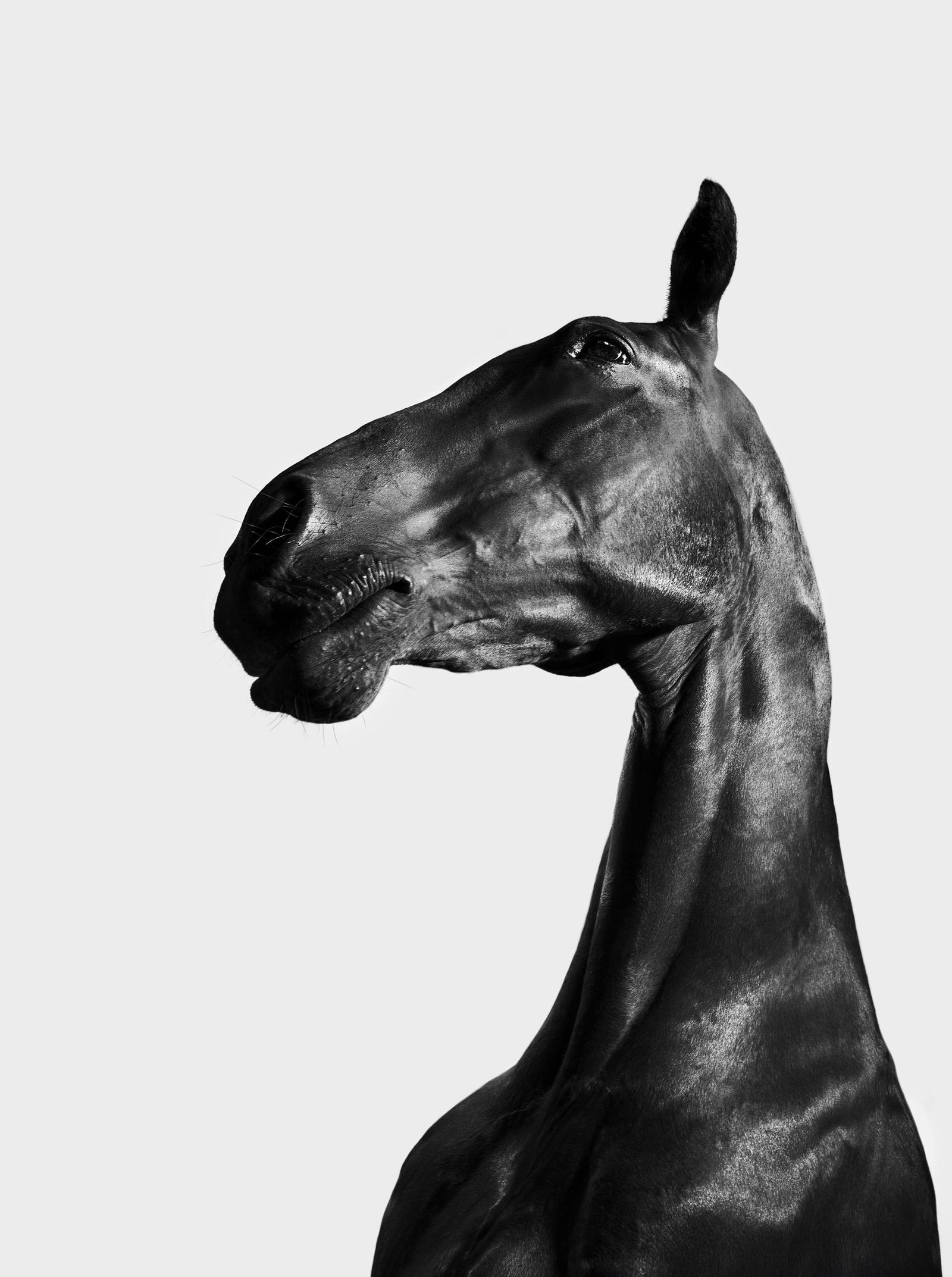 European Photography Awards Winner - Ancient Presence