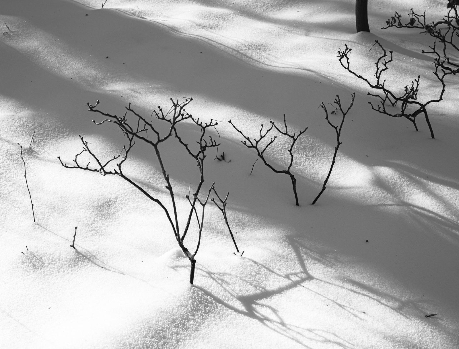 European Photography Awards Winner - Winter Intervals