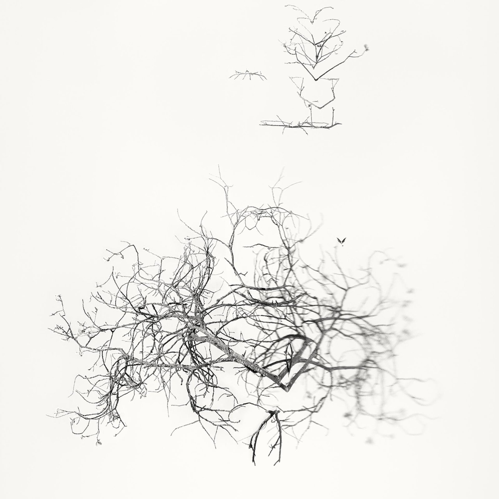 European Photography Awards Winner - Early Spring. In the Mirror 