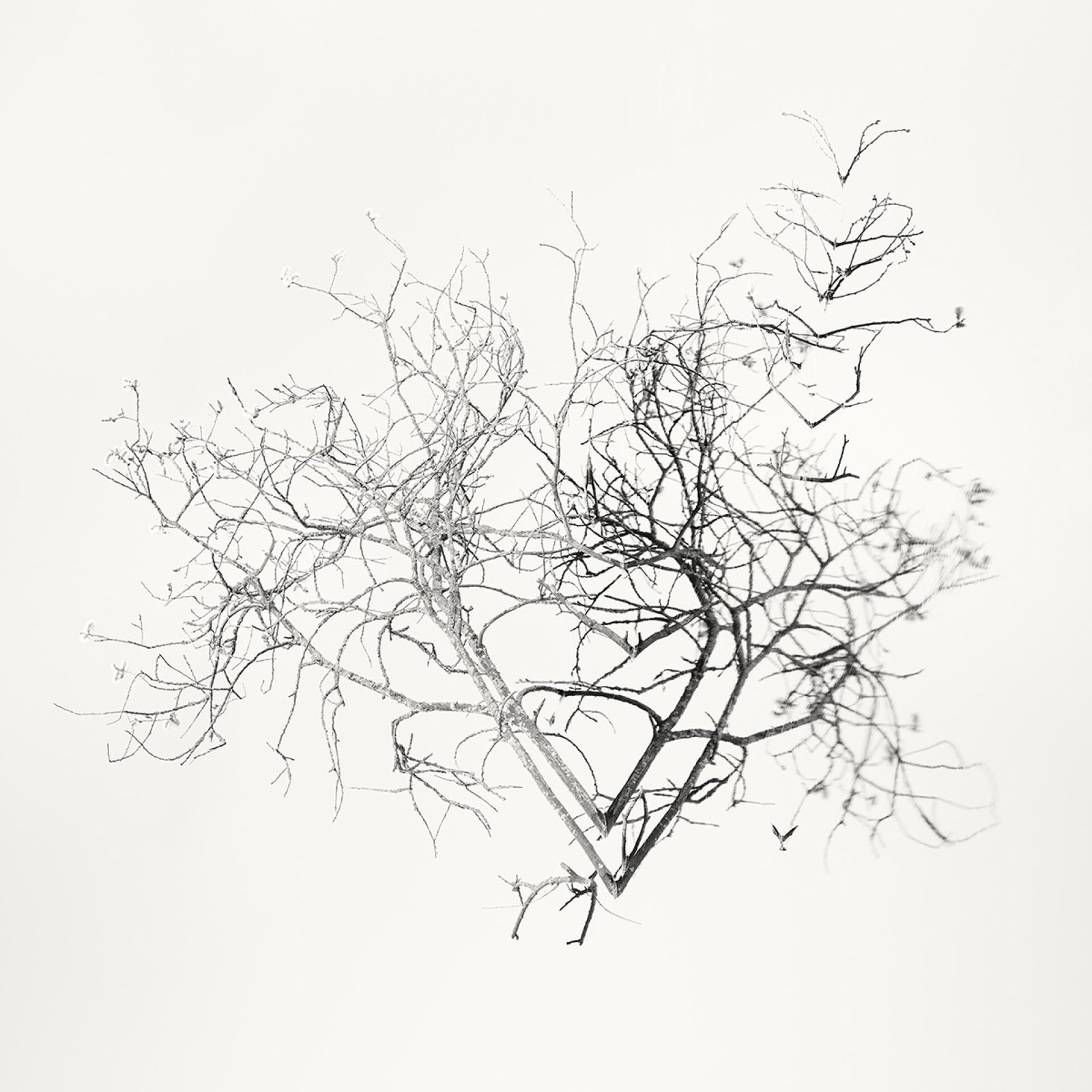 European Photography Awards Winner - Early Spring. In the Mirror 