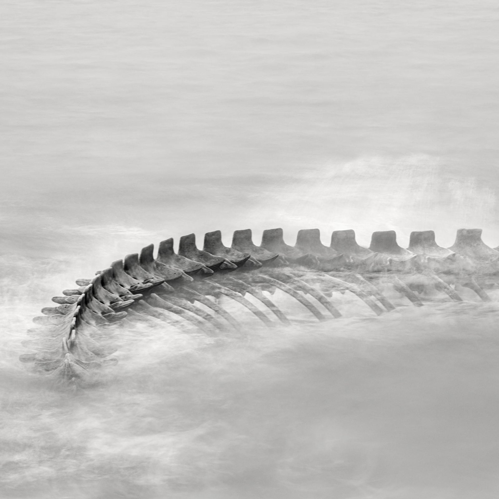 European Photography Awards Winner - Serpent d’Océan 