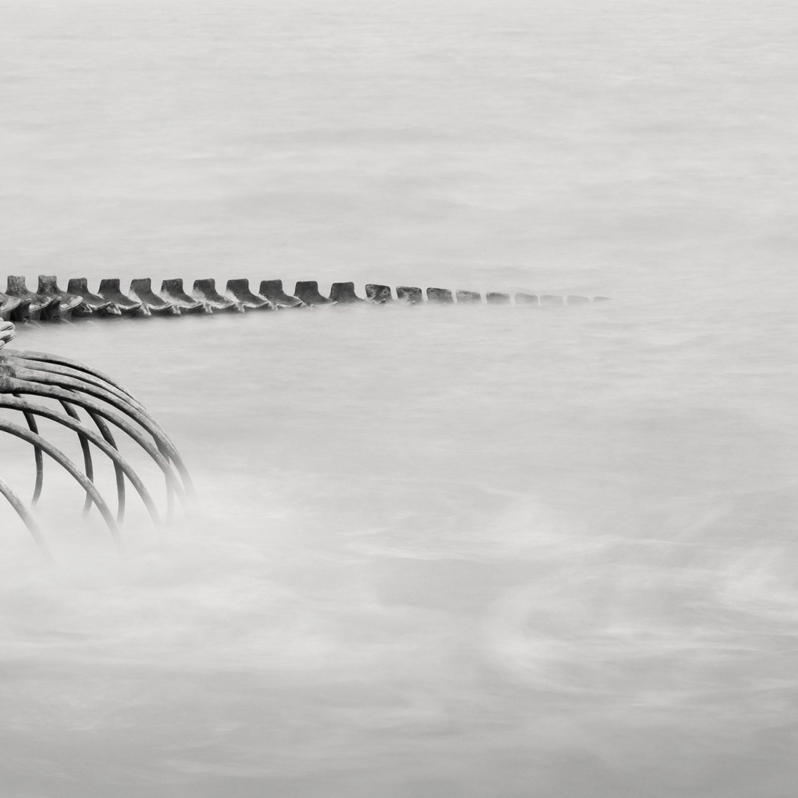 European Photography Awards Winner - Serpent d’Océan 