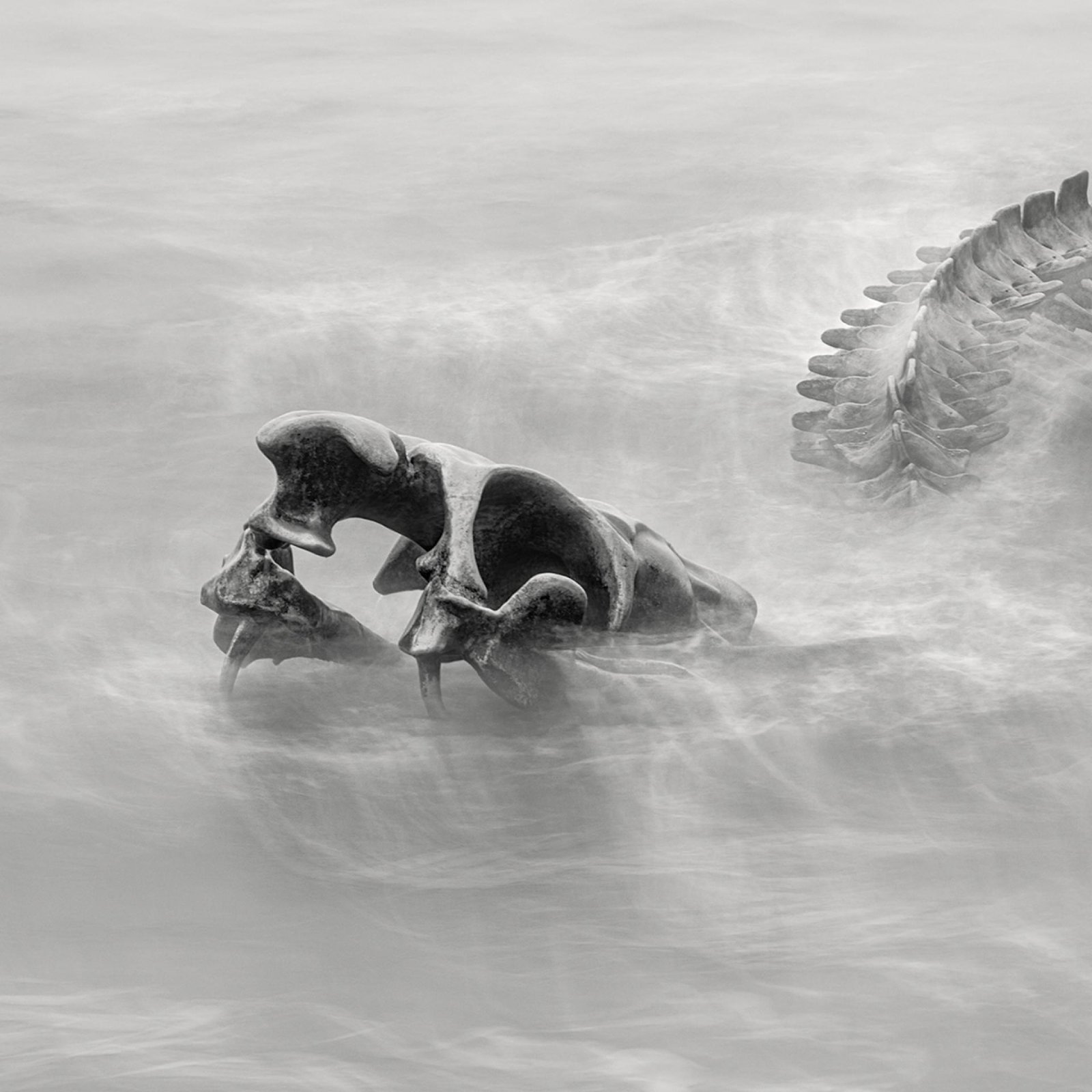 European Photography Awards Winner - Serpent d’Océan 
