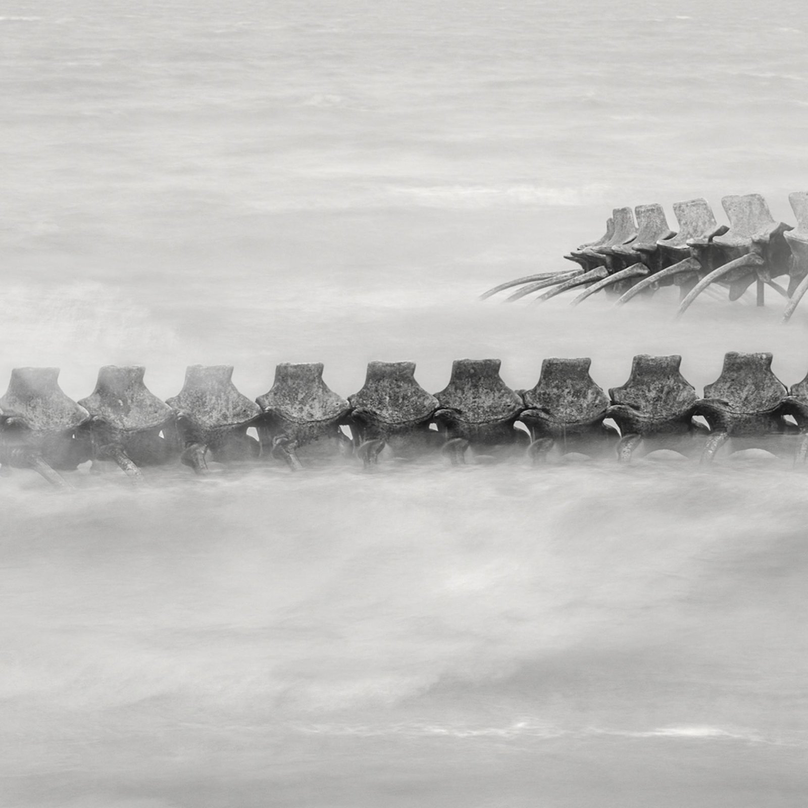 European Photography Awards Winner - Serpent d’Océan 