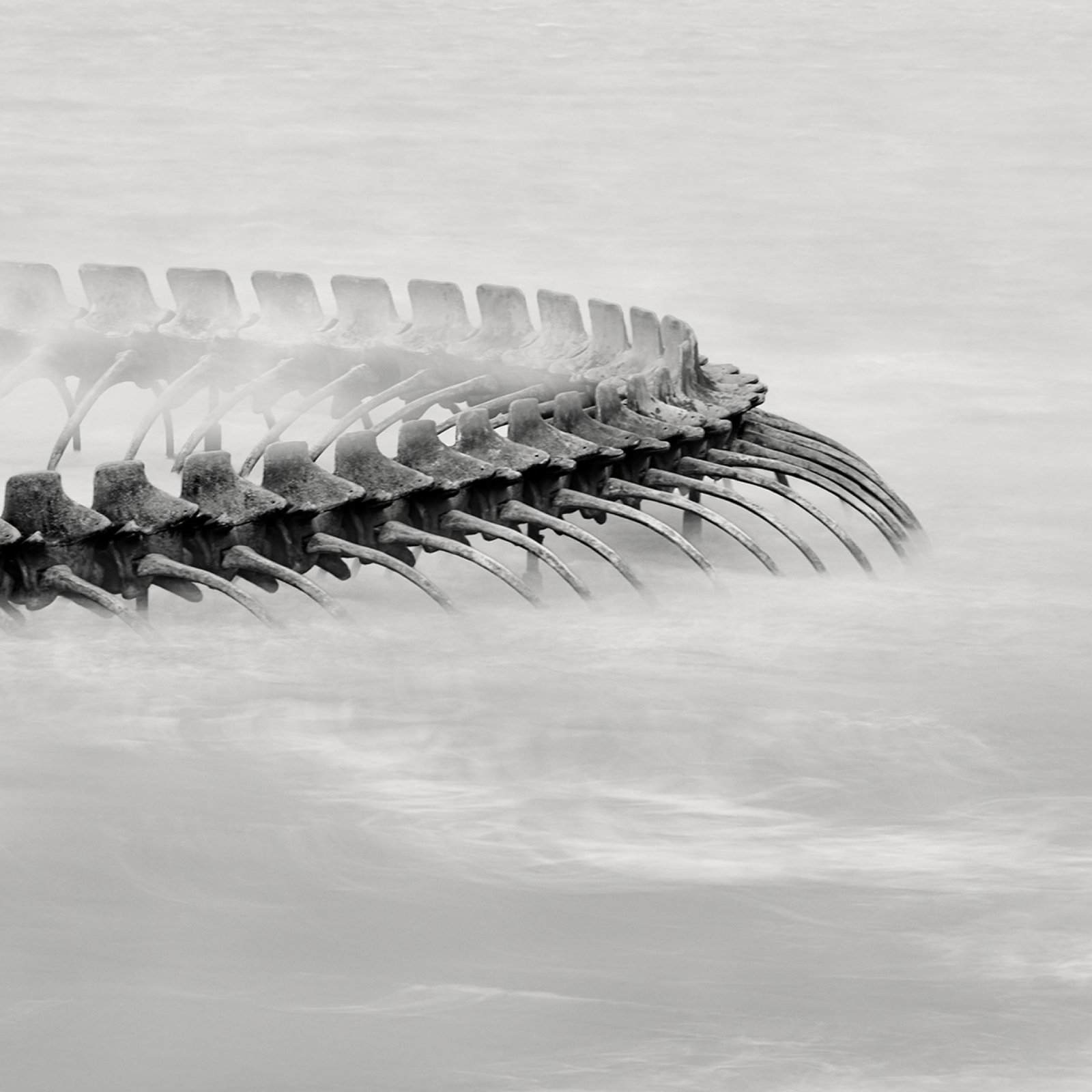European Photography Awards Winner - Serpent d’Océan 