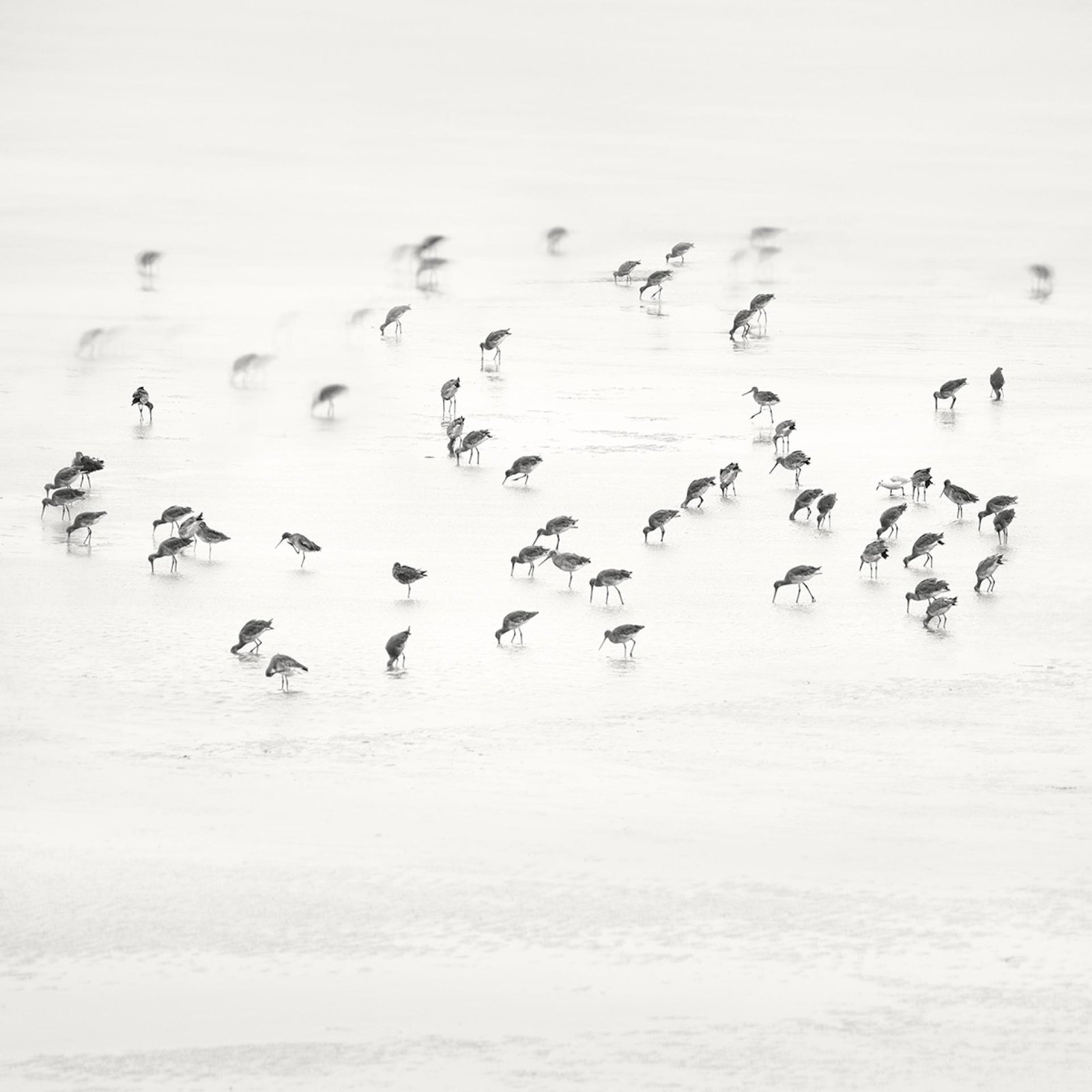 European Photography Awards Winner - Low Tide. Coastal Birds 