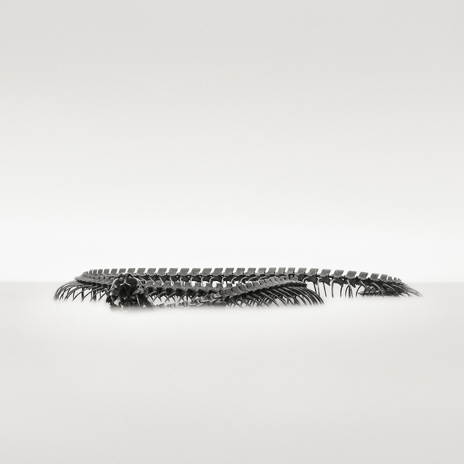 European Photography Awards Winner - The Monster  