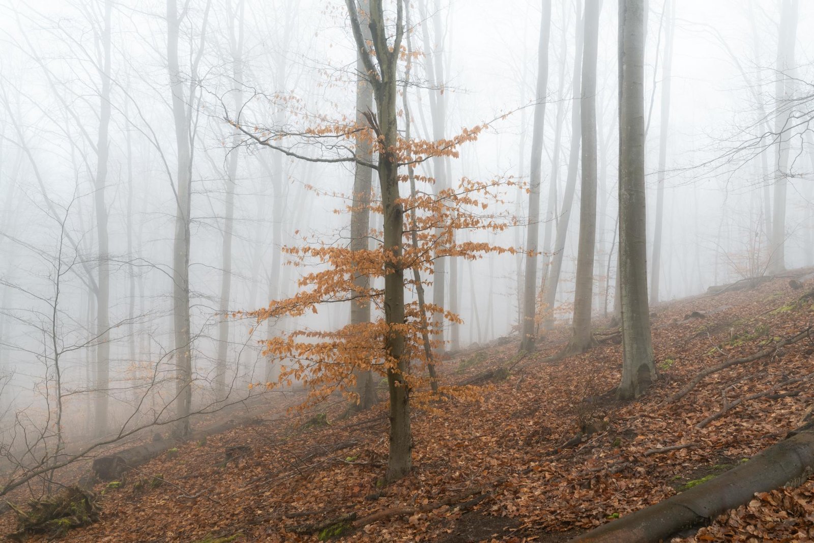 European Photography Awards Winner - The ember wood