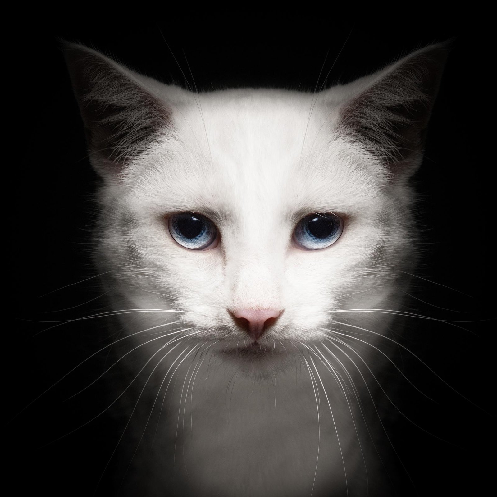 European Photography Awards Winner - Animalia Humanitas