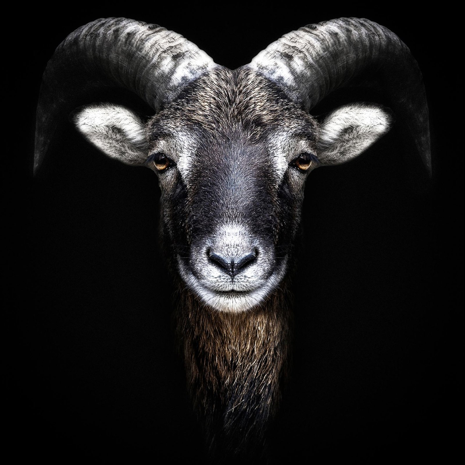 European Photography Awards Winner - Animalia Humanitas