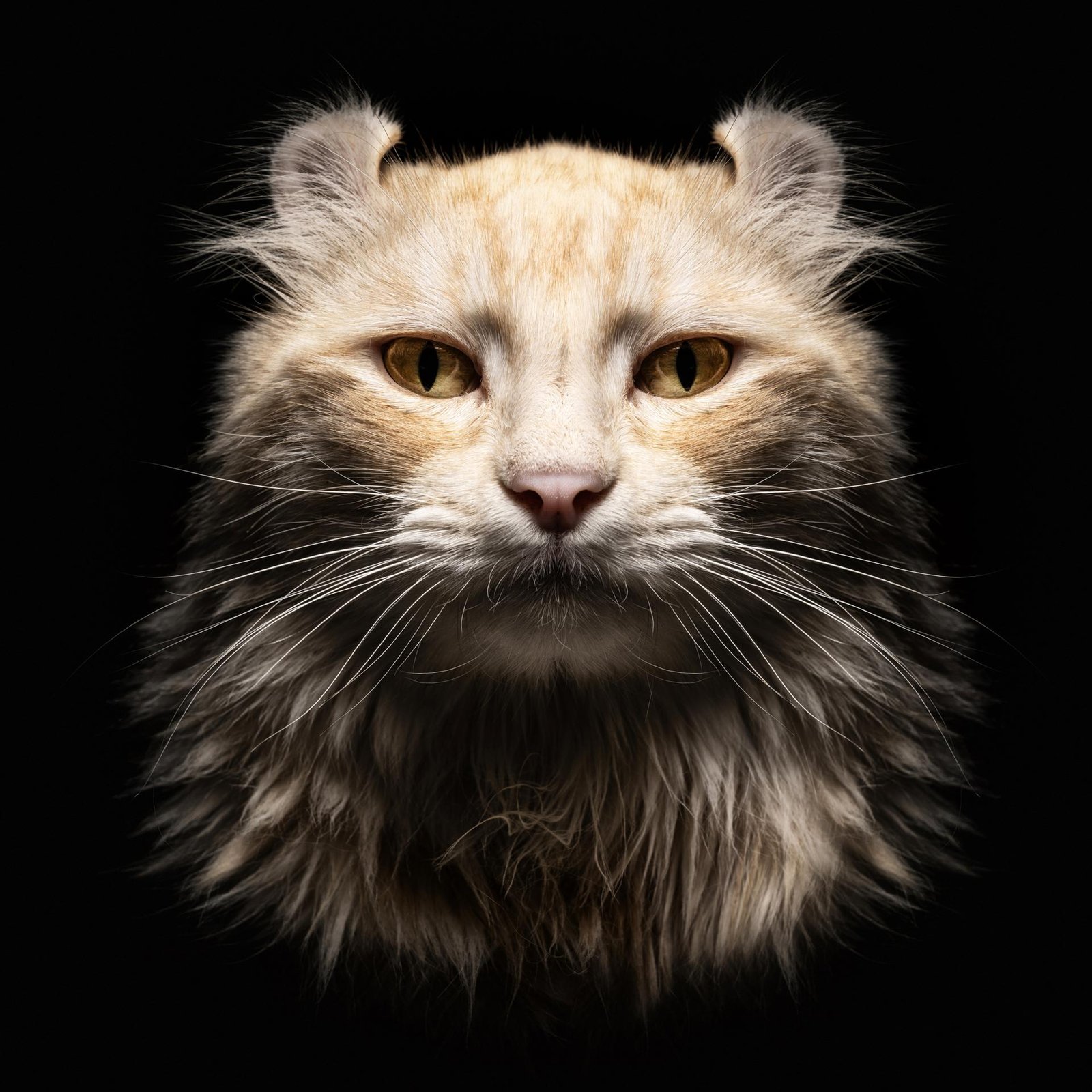 European Photography Awards Winner - Animalia Humanitas