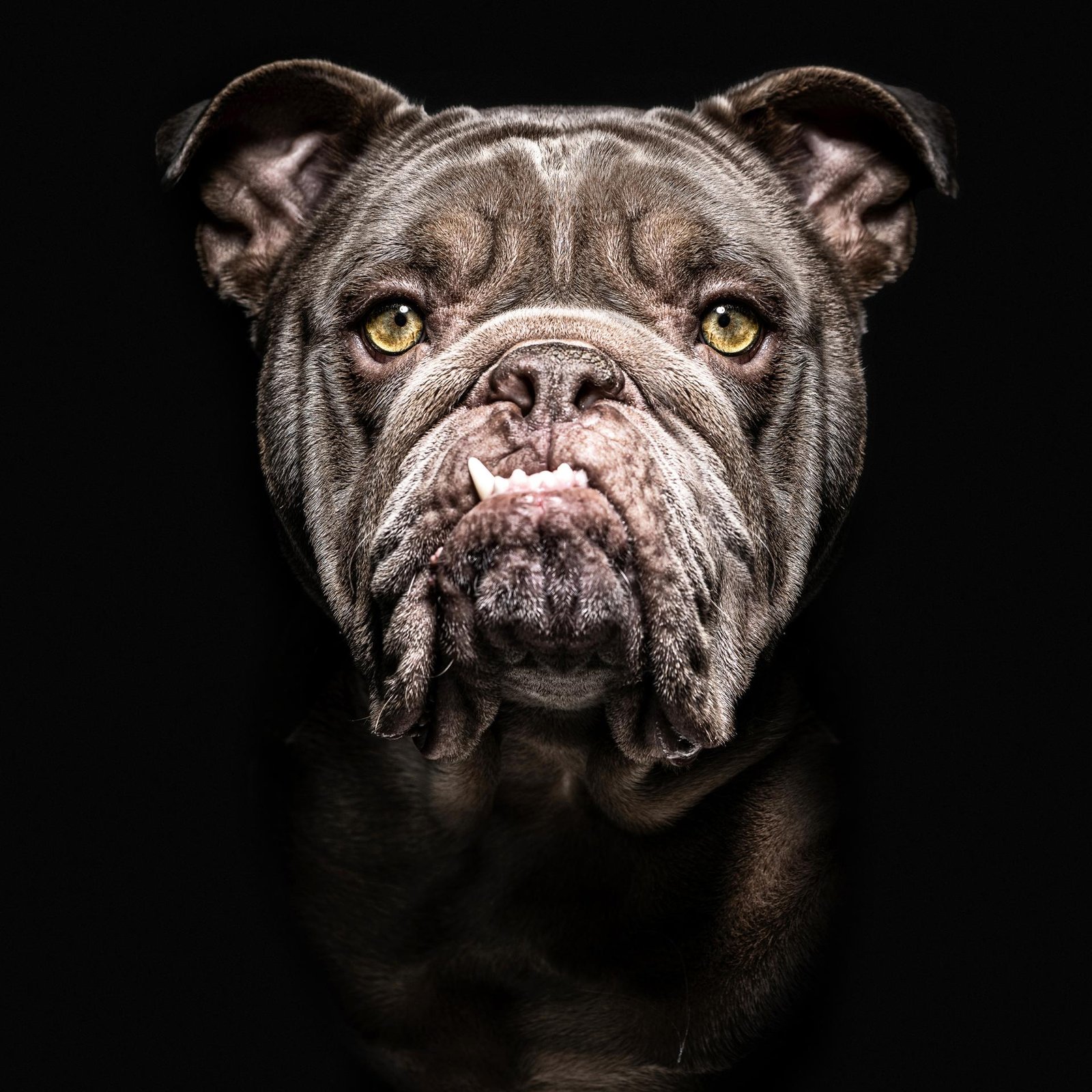 European Photography Awards Winner - Animalia Humanitas
