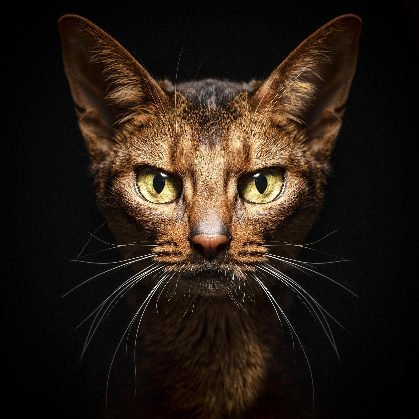 European Photography Awards Winner - Animalia Humanitas