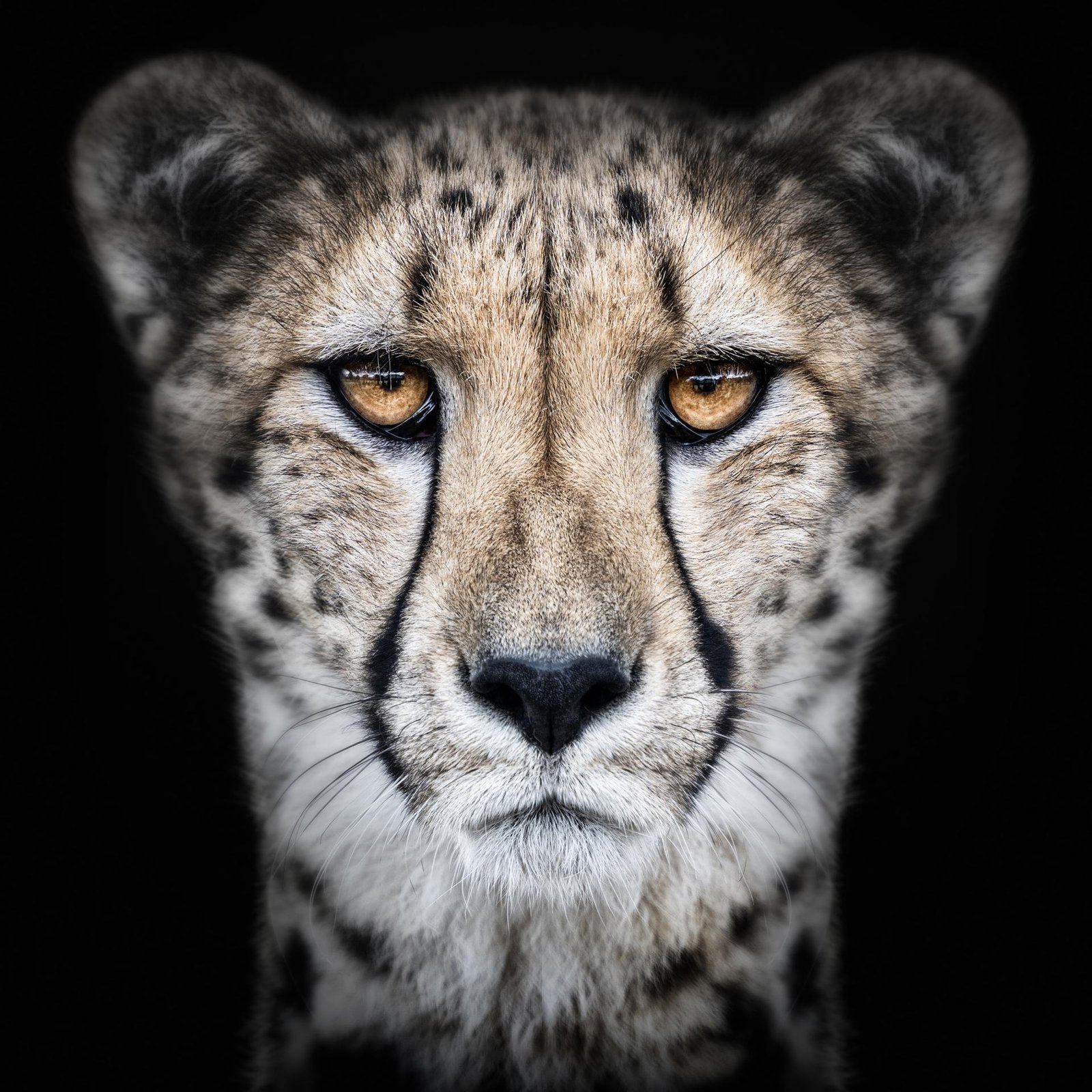 European Photography Awards Winner - Animalia Humanitas