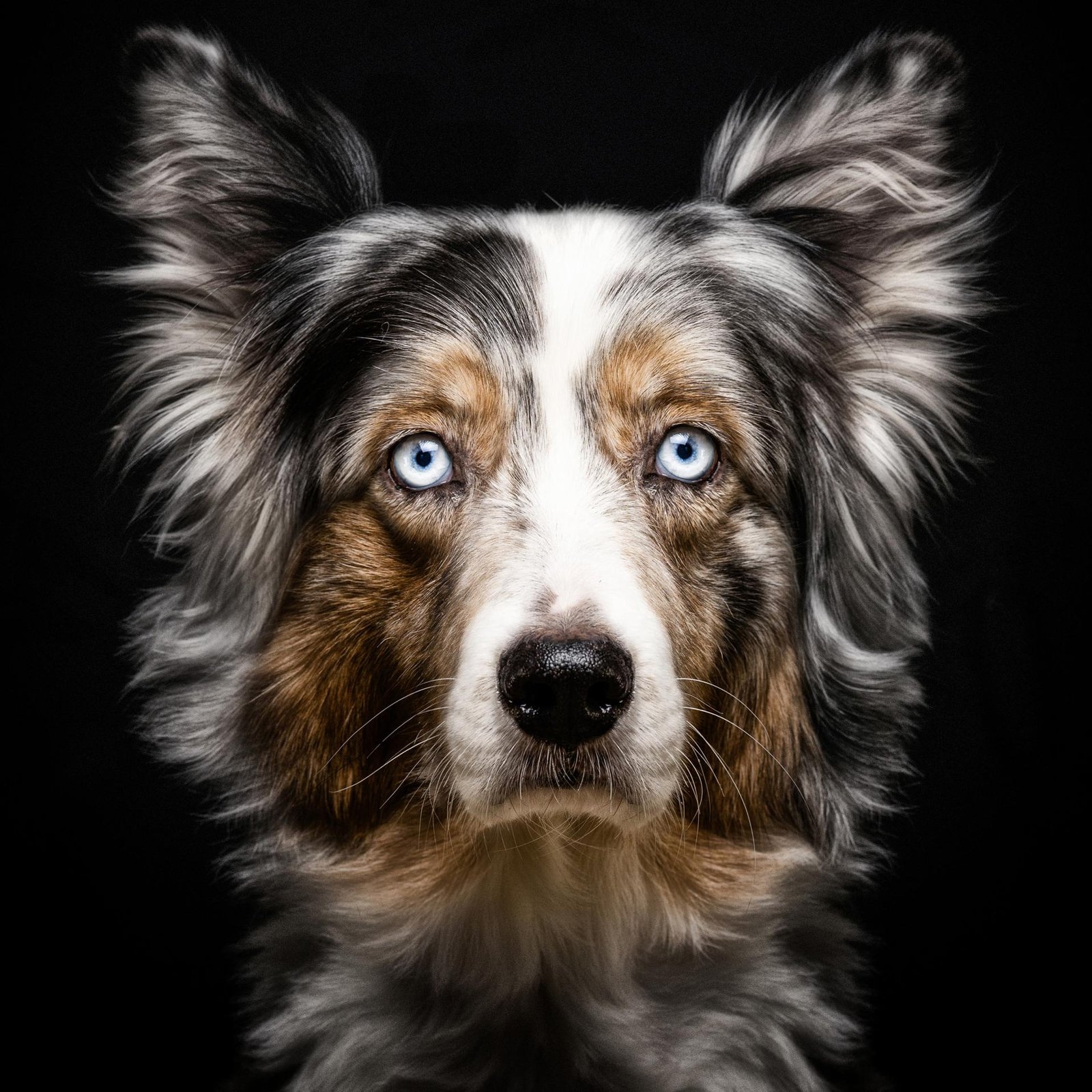 European Photography Awards Winner - Animalia Humanitas
