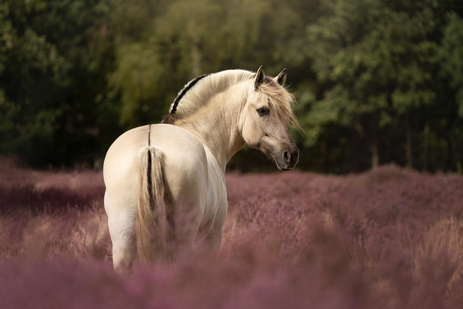 European Photography Awards Winner - Norwegian Fjord horse in the blooming heather