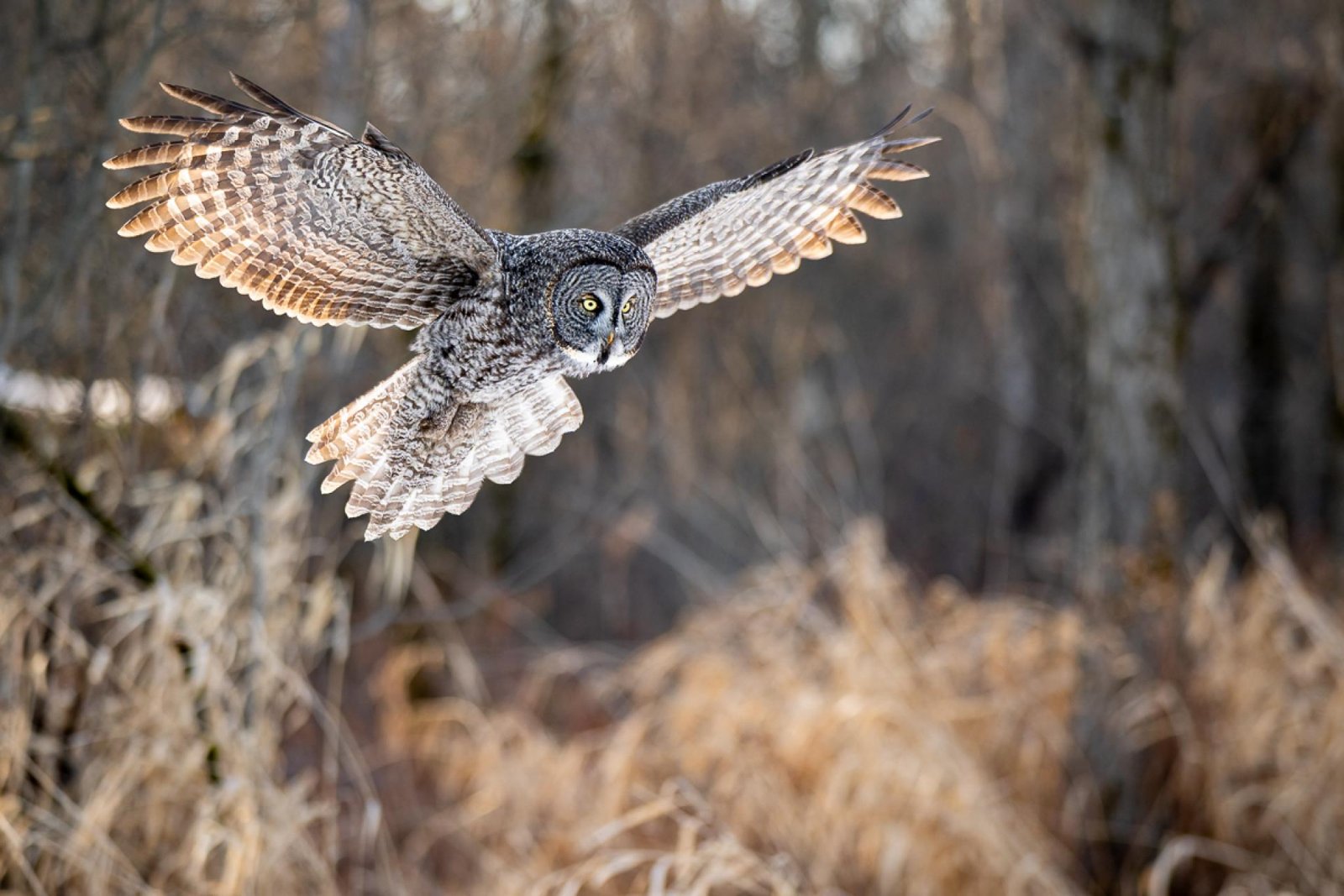 European Photography Awards Winner - Great Grey Owl in Ontario