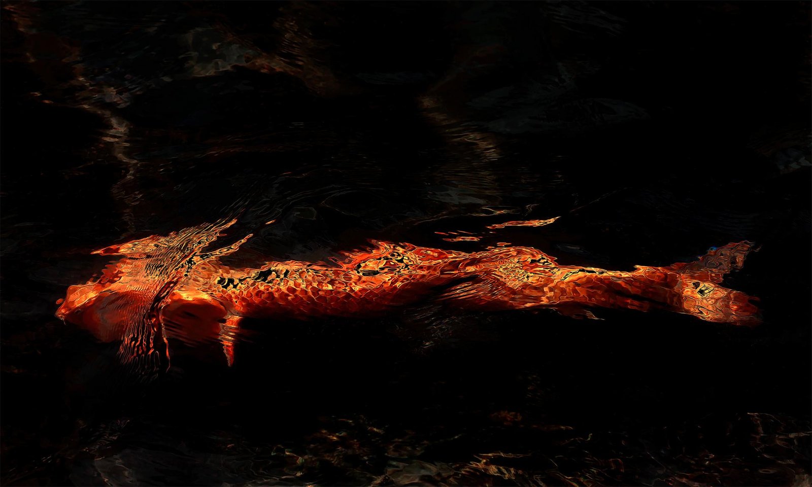 European Photography Awards Winner - Dragon Koi