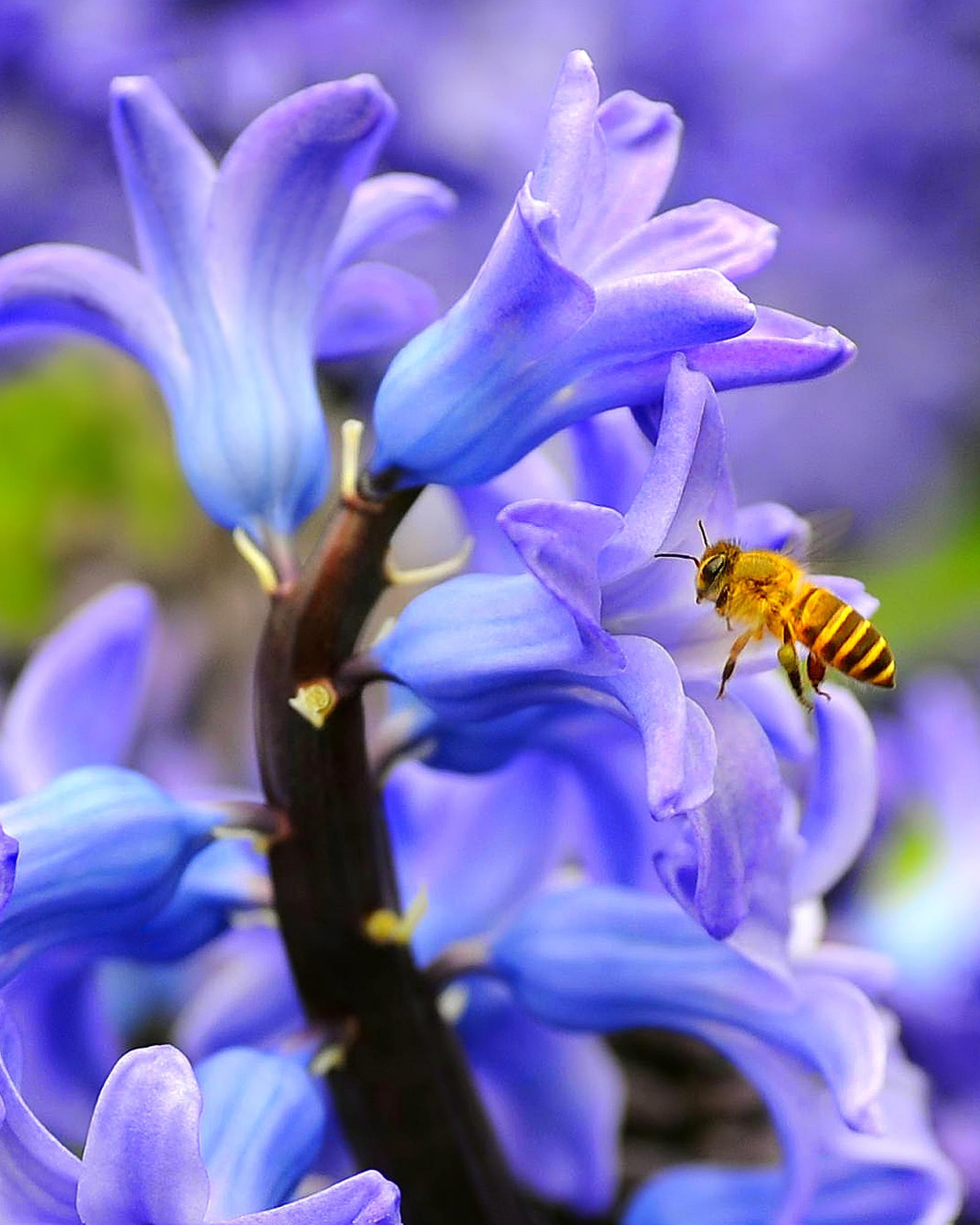 European Photography Awards Winner - Pollination Insects