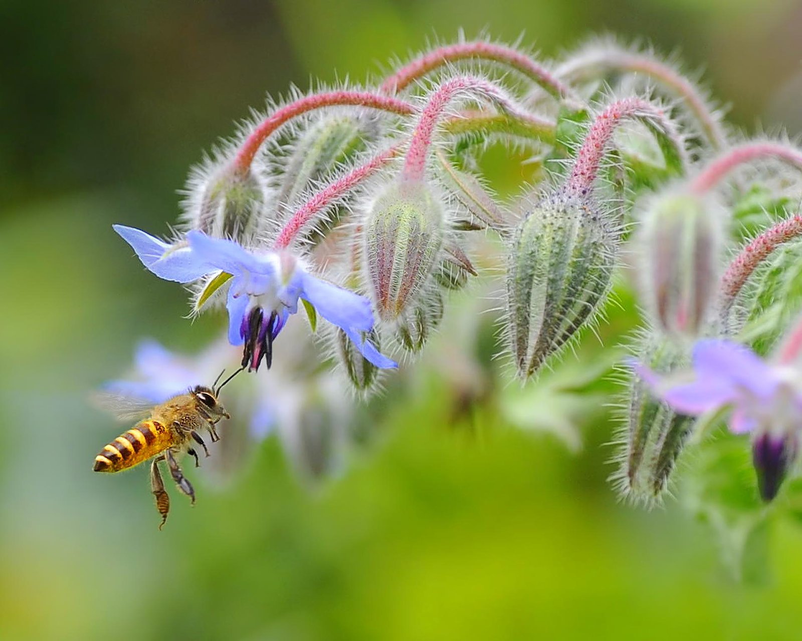 European Photography Awards Winner - Pollination Insects