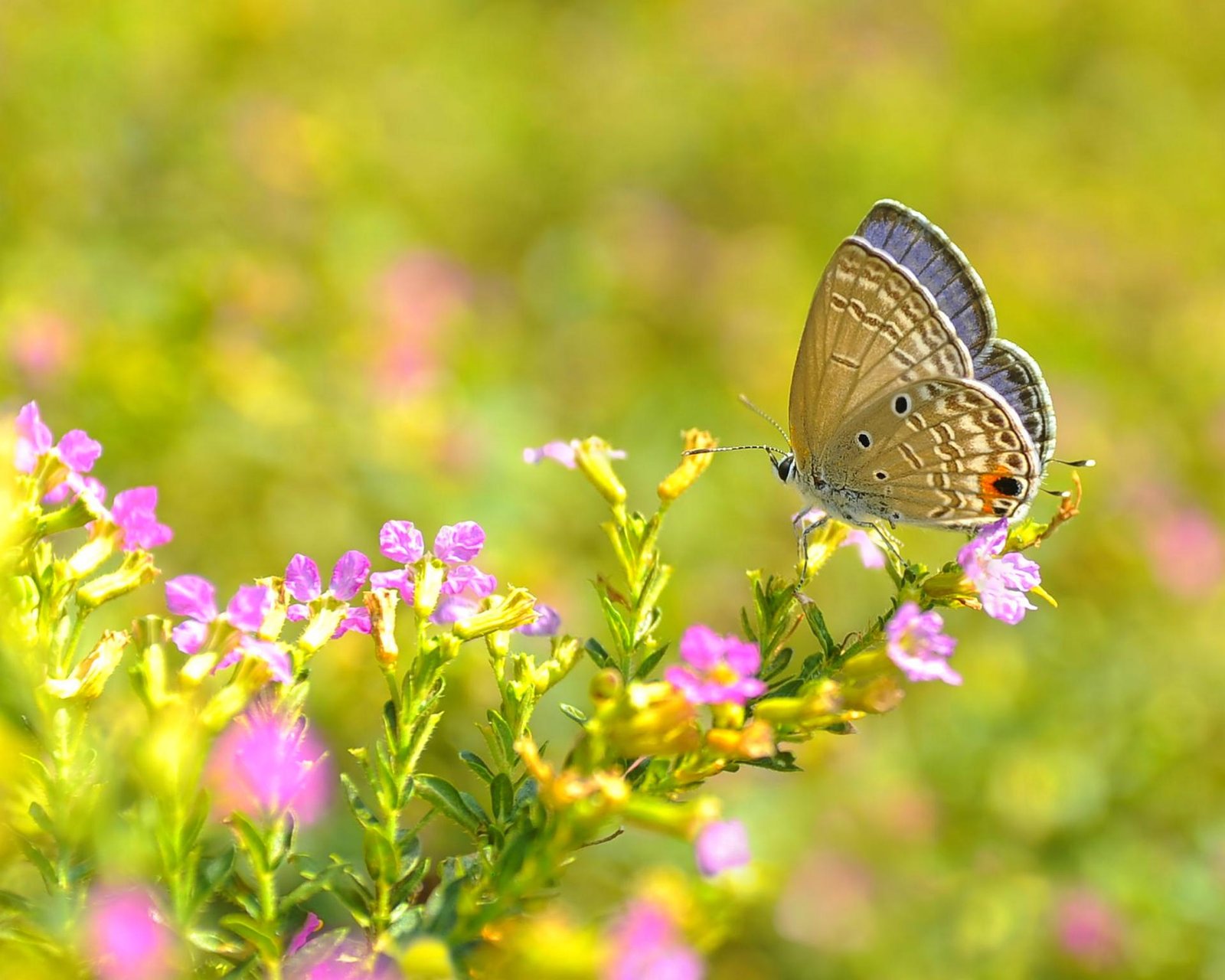 European Photography Awards Winner - Pollination Insects