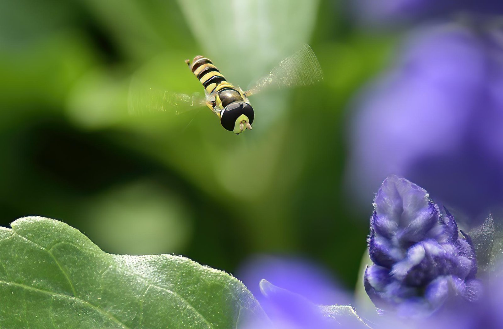 European Photography Awards Winner - Pollination Insects