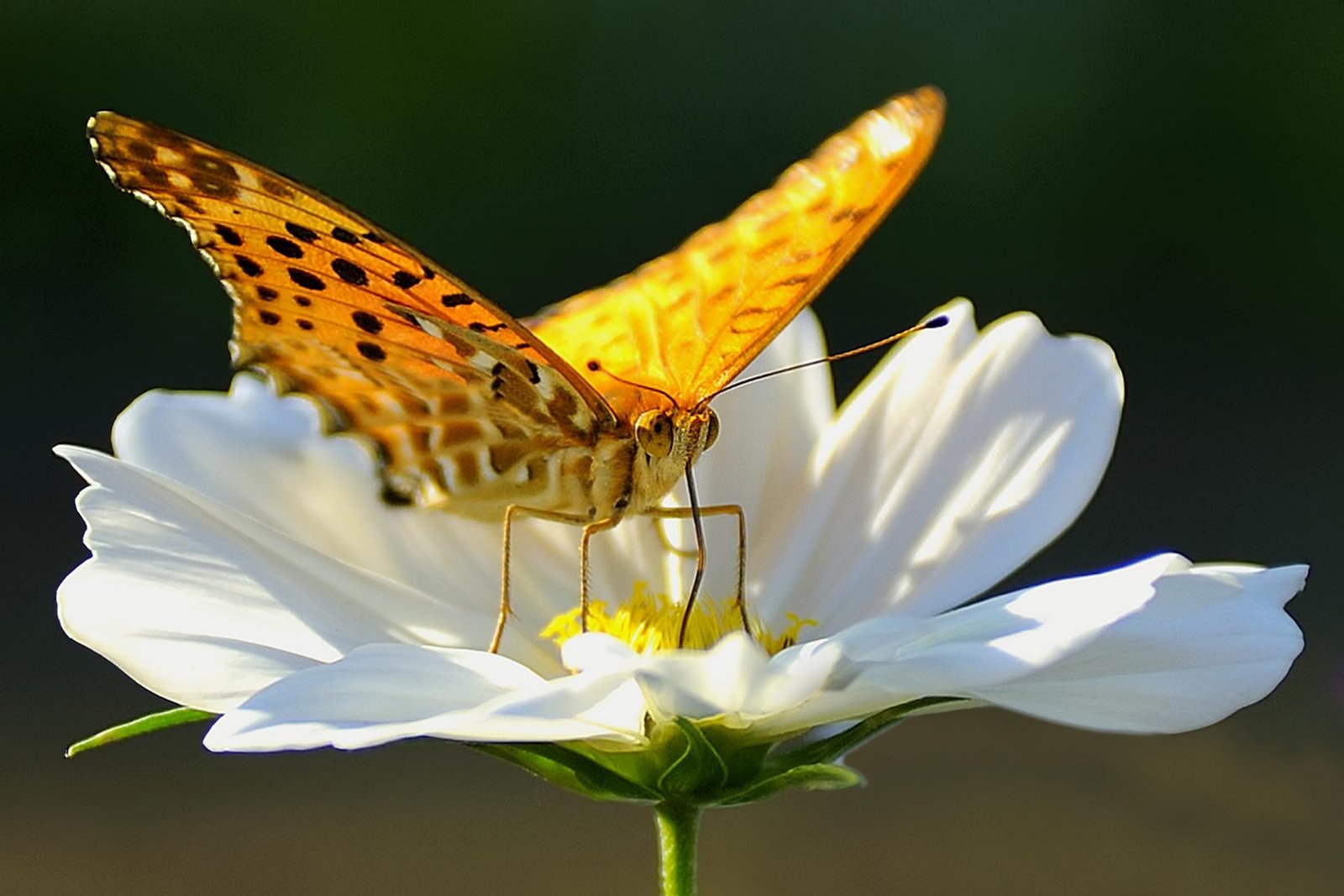 European Photography Awards Winner - Pollination Insects
