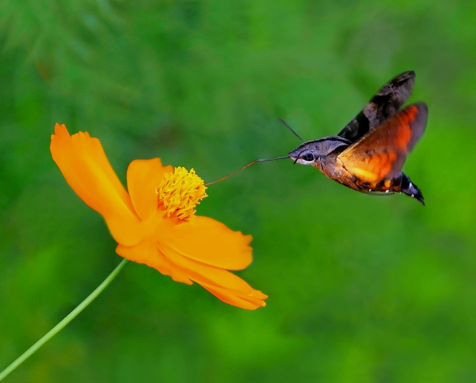 European Photography Awards Winner - Pollination Insects