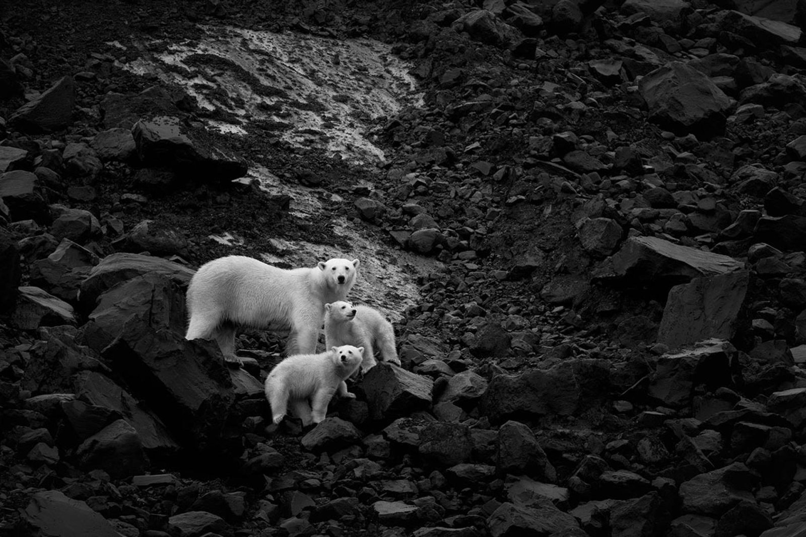 European Photography Awards Winner - Protection