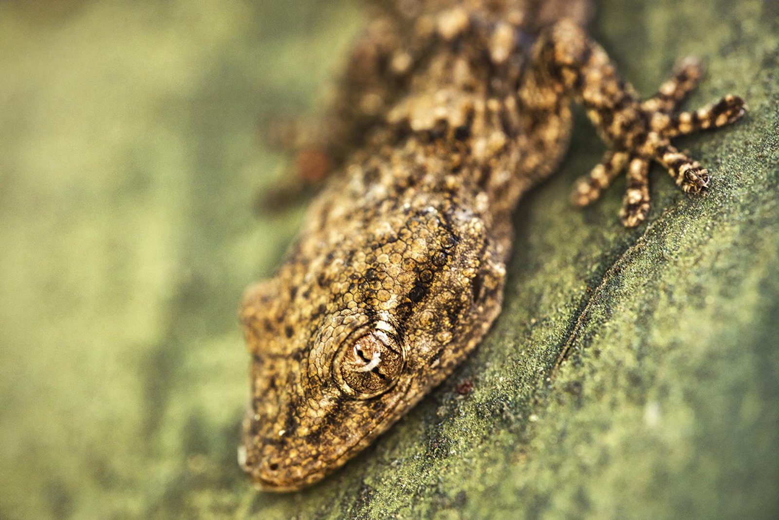 European Photography Awards Winner - Gecko macro