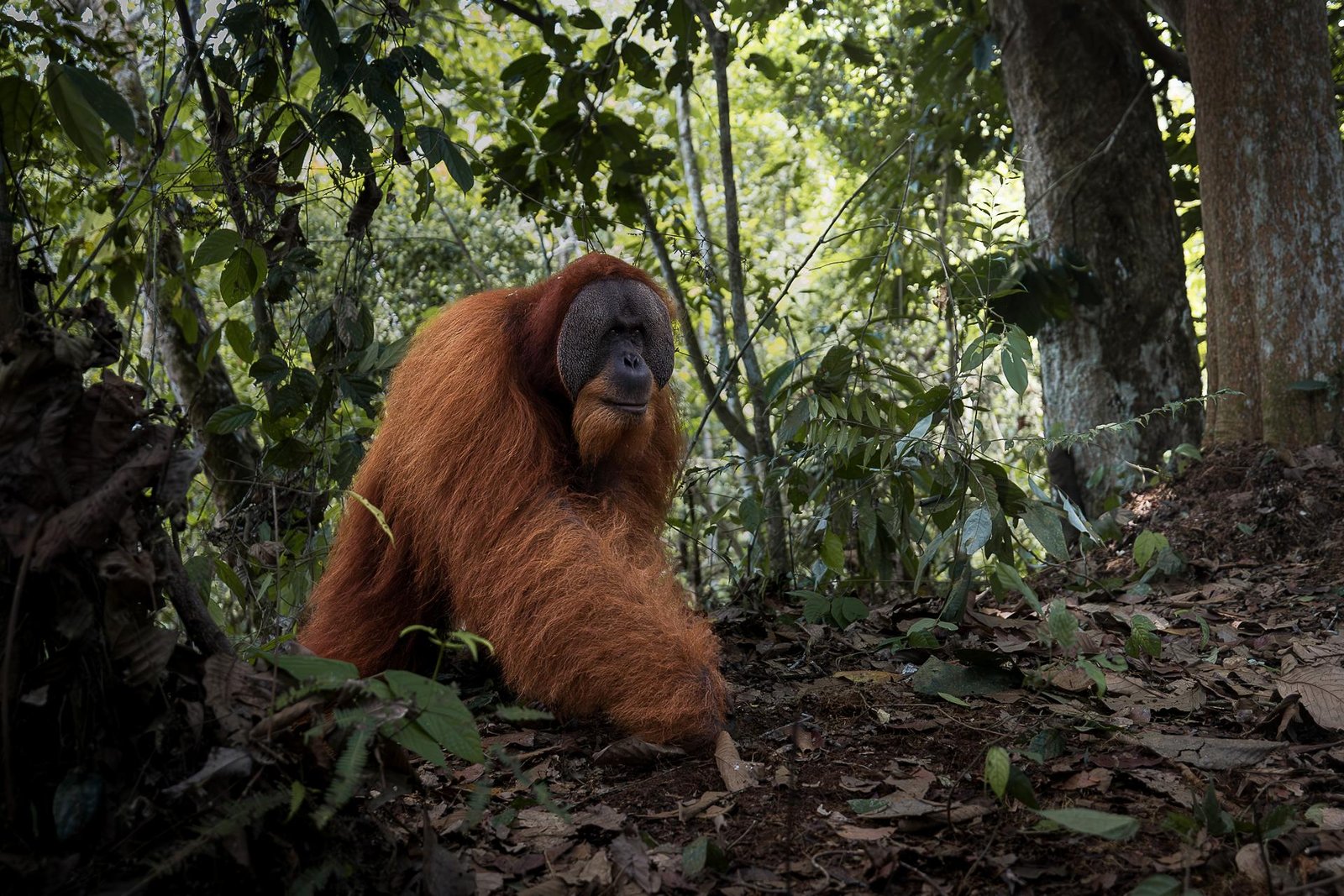 European Photography Awards Winner - The vulnerable temple of the orange spirit
