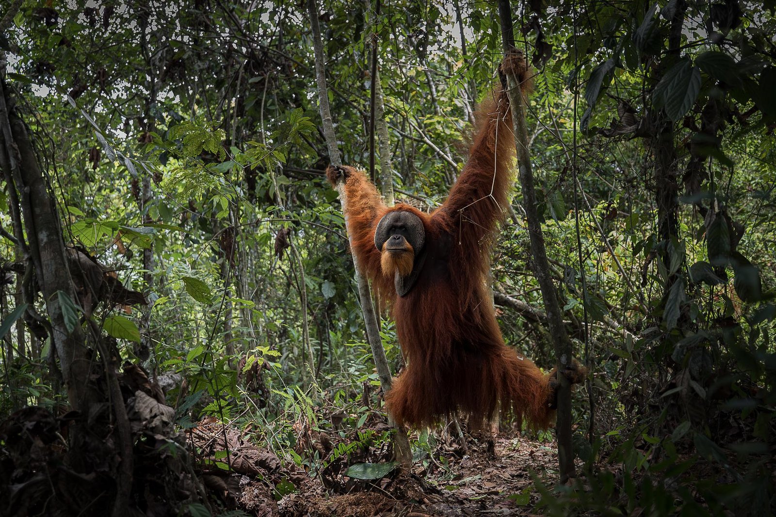 European Photography Awards Winner - The vulnerable temple of the orange spirit