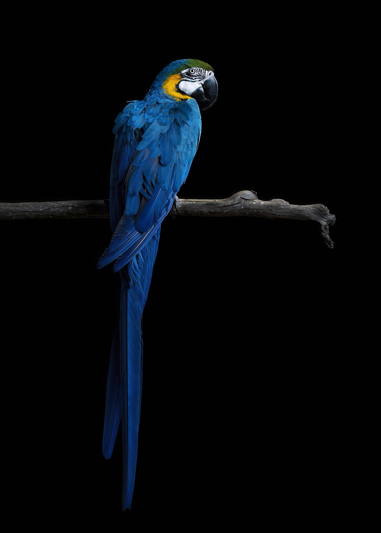 European Photography Awards Winner - Roger