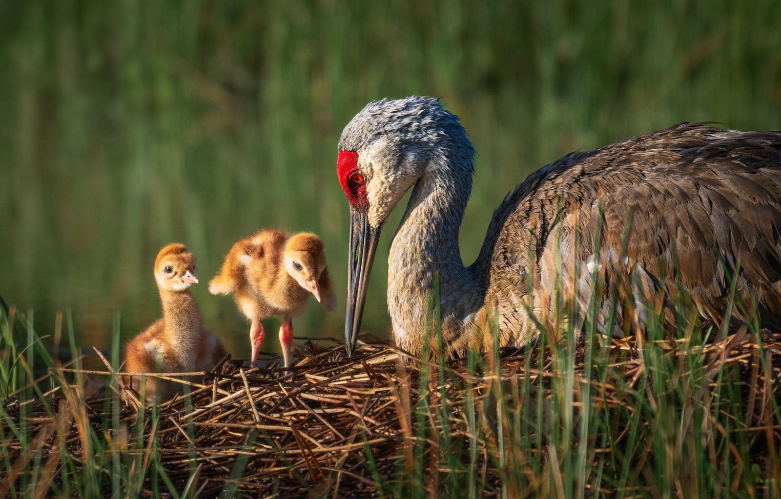 European Photography Awards Winner - New Life, New Discoveries