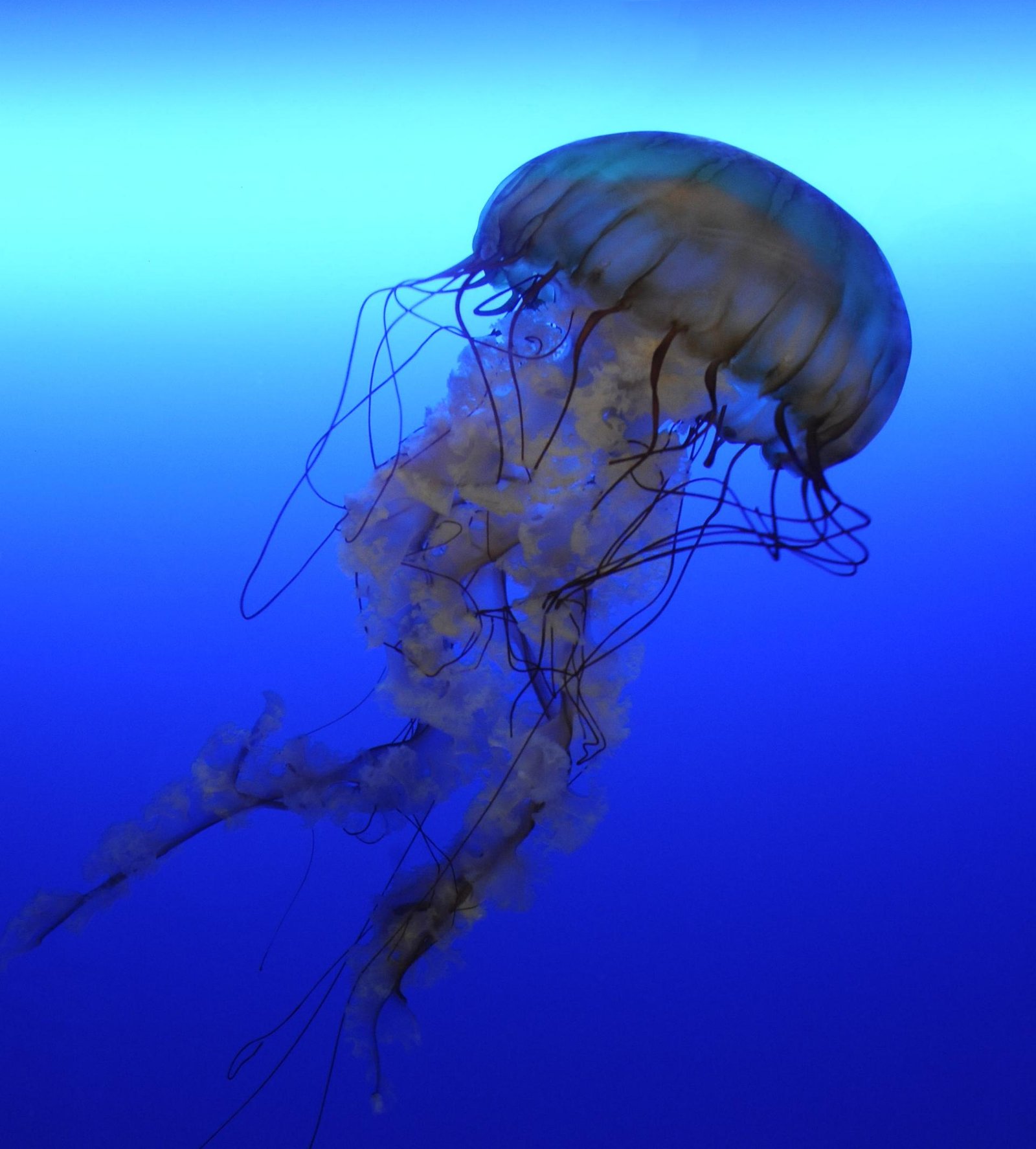 European Photography Awards Winner - Jellyfish