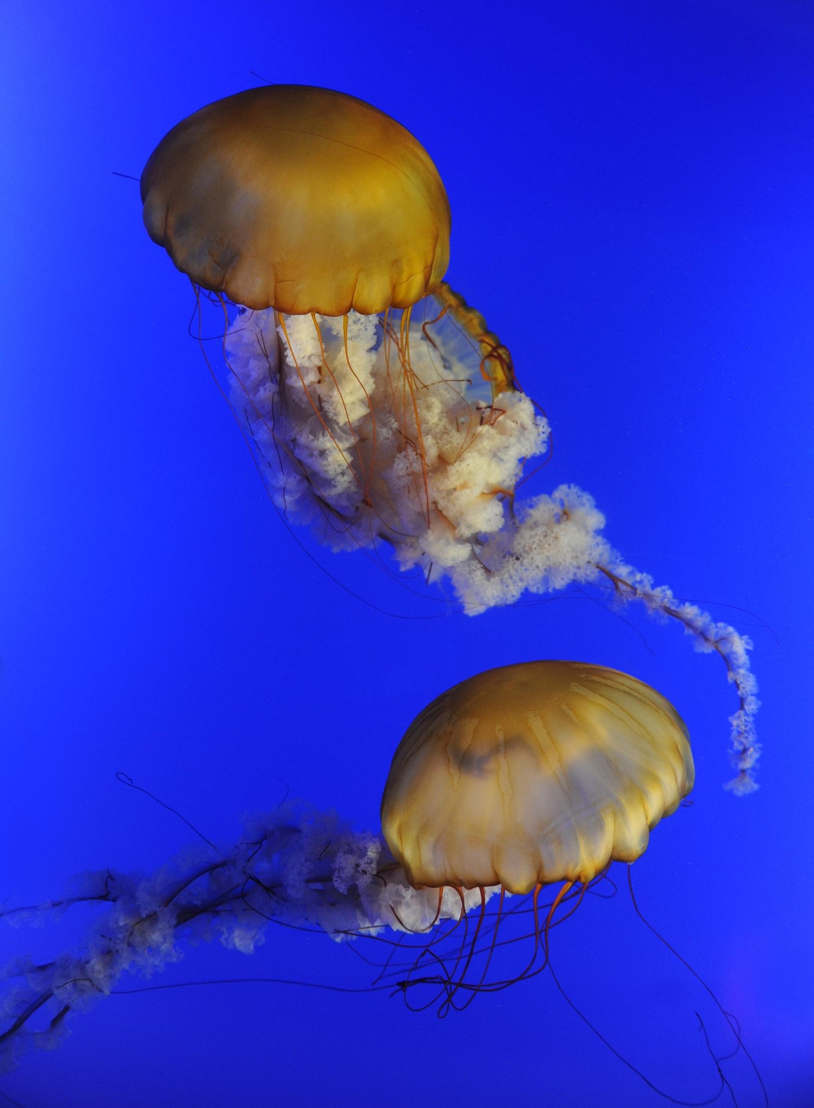 European Photography Awards Winner - Jellyfish