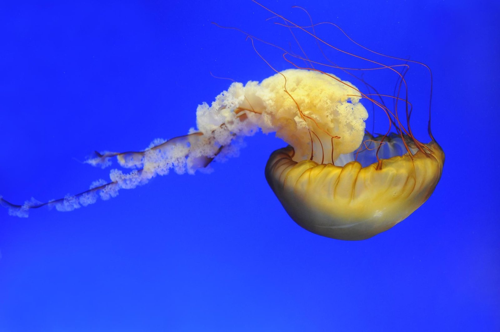 European Photography Awards Winner - Jellyfish