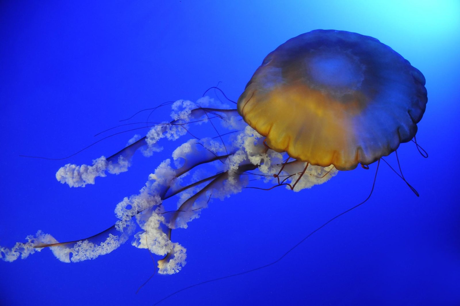 European Photography Awards Winner - Jellyfish