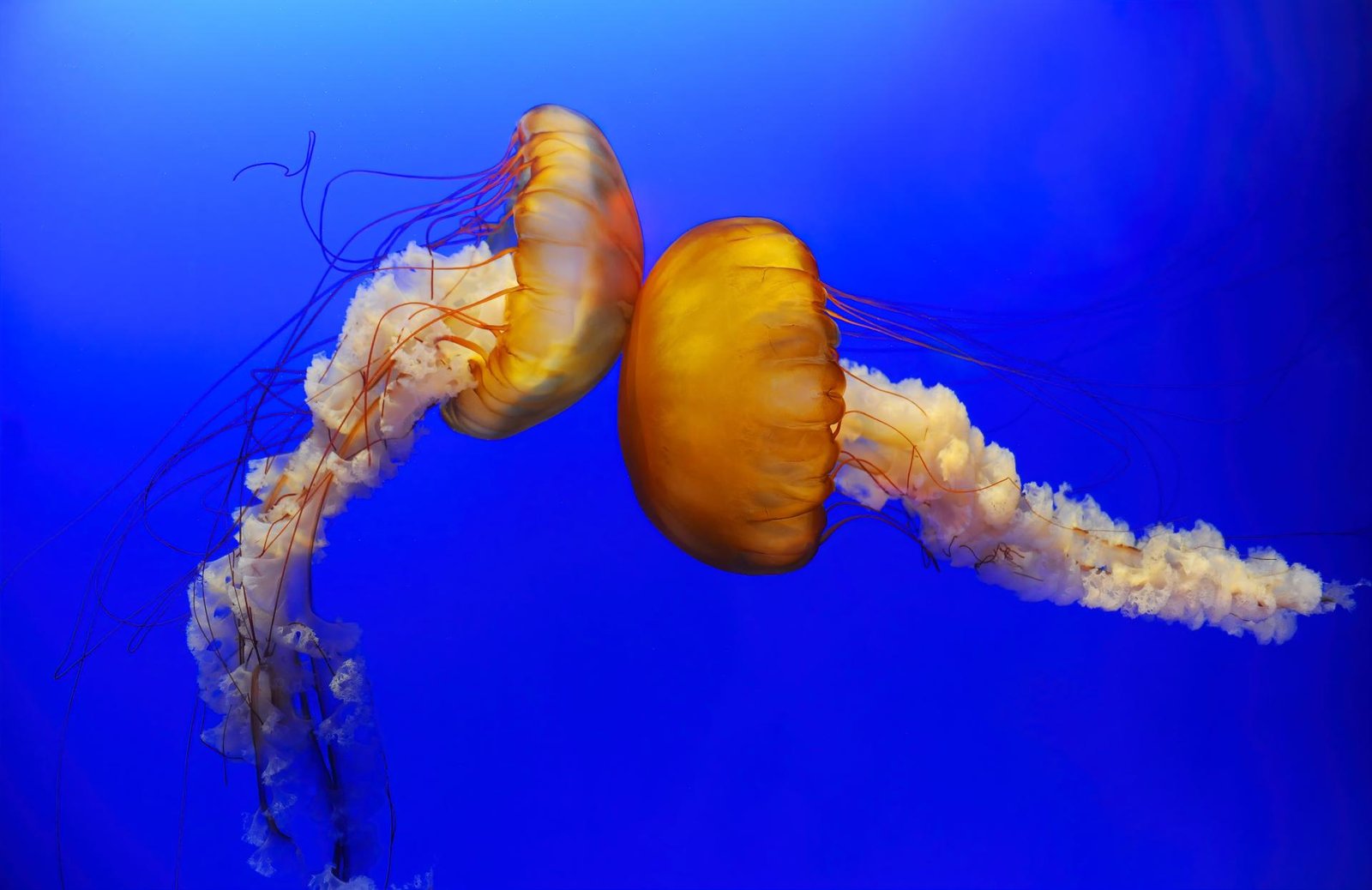 European Photography Awards Winner - Jellyfish